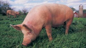 10 fatos históricos - um porco já foi sentenciado à morte por crime de assassinato