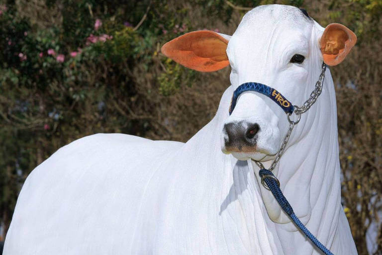 Vaca de R$ 21 milhões: Entenda como funciona o investimento em gado